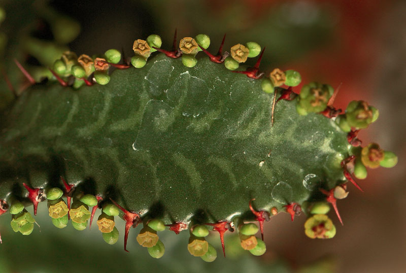 Euphorbia stellata